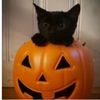 halloweenn_countdown24