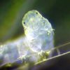 tedthetardigrade