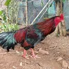 anhduy60dn