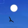 as_87il2