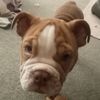 bulldog.molly3