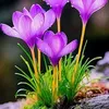 anh.son903