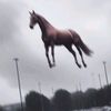 peter_thehorse_is_here