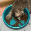 catz708