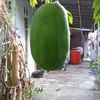sabar_mengunggumu7342
