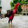 Đạt Bắc Ninh