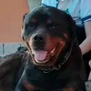 omarzerla
