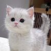 cheerypaws