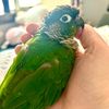 flanny_da_frog