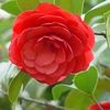 md.arshad742