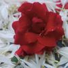 may.thu.myint30