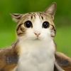 catnadolol