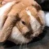 abranimals