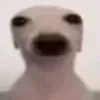 crypttzm