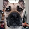 bella_nala