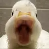 moe._.foe