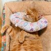 wafflestheorangecat