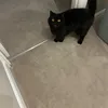 sophiaheartpercy