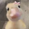 ntdmkhrap