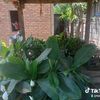 kyaw.soe1253