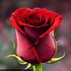 zehra68983