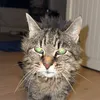 chatpastresbeau
