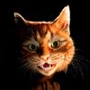litterbox.news
