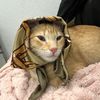 syraxthecat1