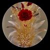 shahin.2593