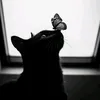 naaww_imupss