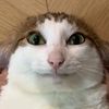 mewmewmew_47