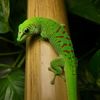 greenstuffexotics