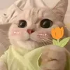 nnguyen_411