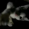lilit_1731