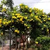 phong.truongtam28
