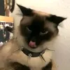 yellow_fang_warriorcats