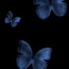 narjes_904