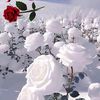 user1512918461953
