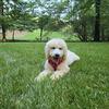 thalia.the.goldendoodle