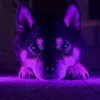 seelenhund_toffie
