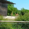 loulou_casa