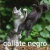ari.plrj