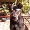 tobi.mahesa