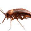 local.roachy