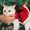 kittenmoonie