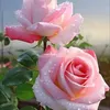 anh.thi.khong