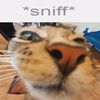 thatonerandomferret