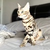 chesterthebengal08