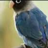 birrrdrrs