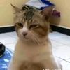abdulmuthi322